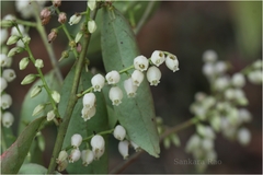 Vaccinium neilgherrense